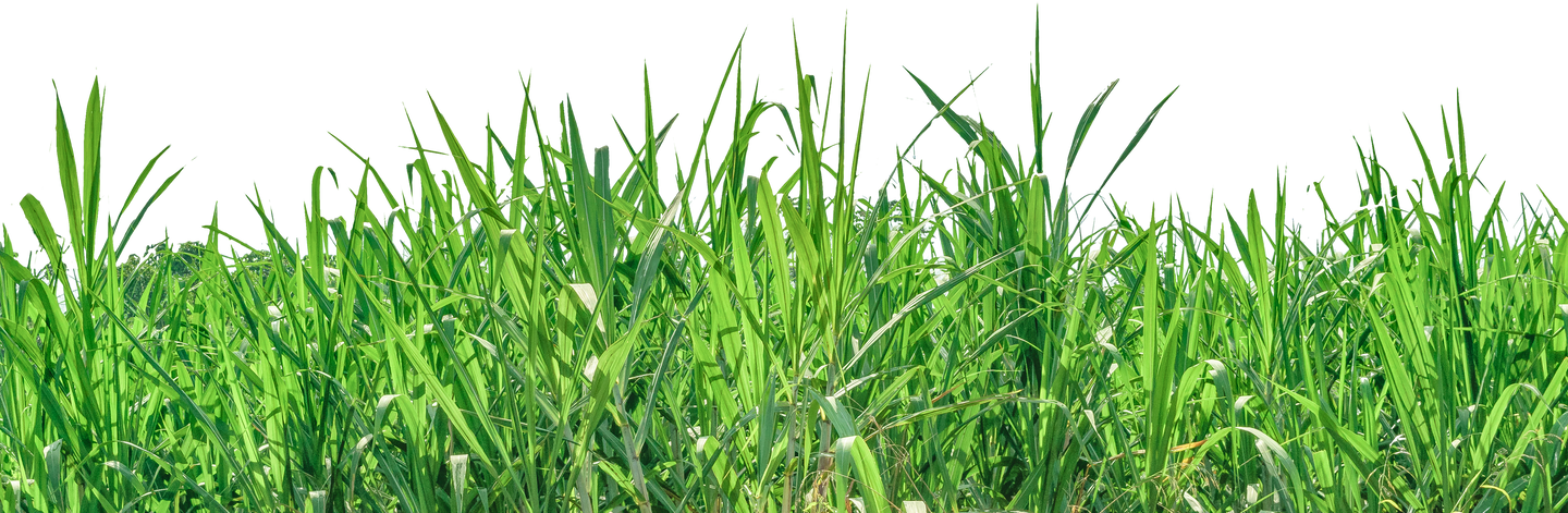Tall Leaves Grass