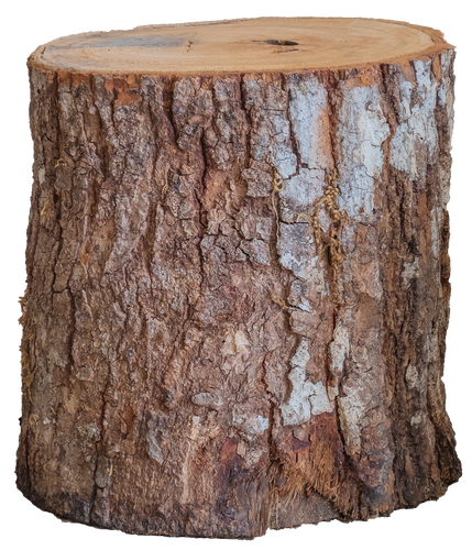 isolated wooden log tree trunk transparent background.