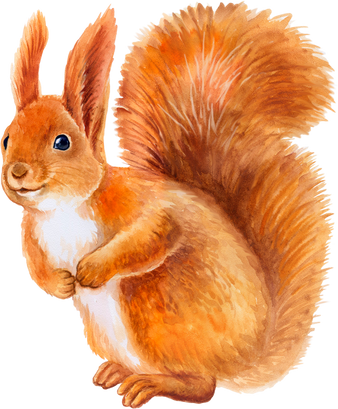 Squirrel Watercolor illustration